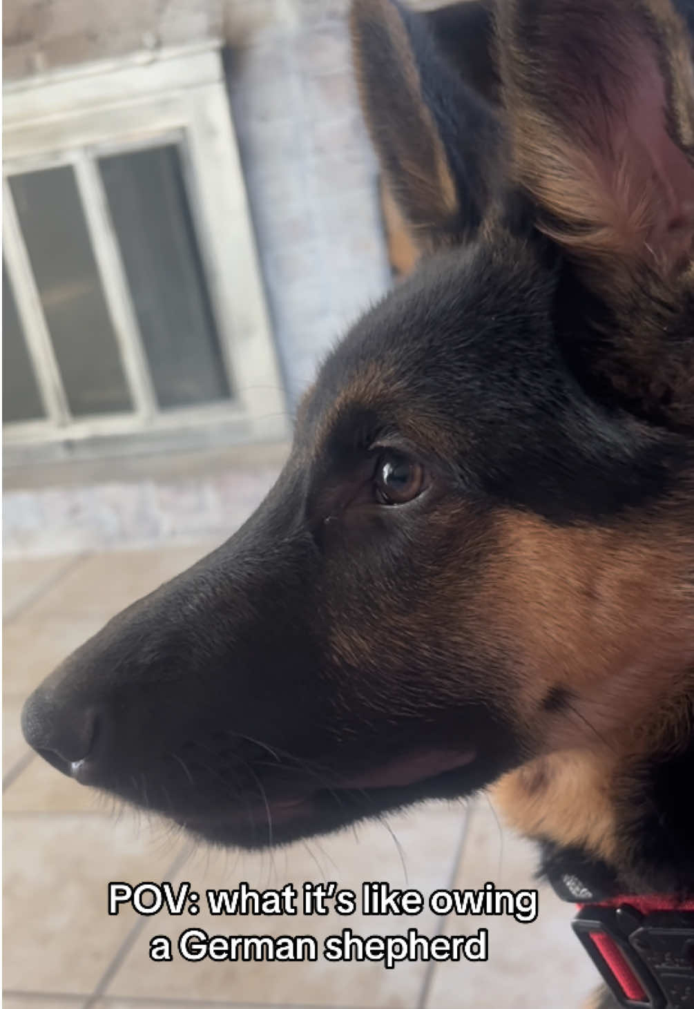 Always whining for no reason 😭#germanshepherd #dogsoftiktok #fyp 