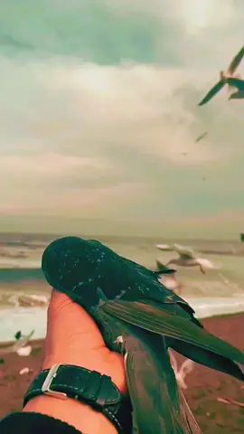 الشيخ عليوى ثابت #جعلت_قلبي_يهفو_دوما_للقاء #اكاد_من_فرط_الجمال #الشيخ_عليوه_ثابت #tiktoklongs #fuoryoupage 