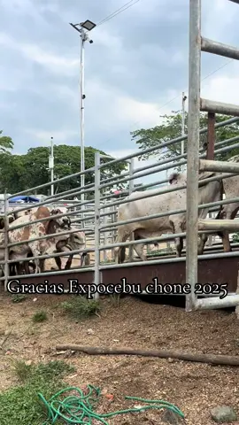 #toyota #casablanca #toyotaestoyota🤠😉 #gyrlechero🐄🐄 #manabi_ecuador🇪🇨 