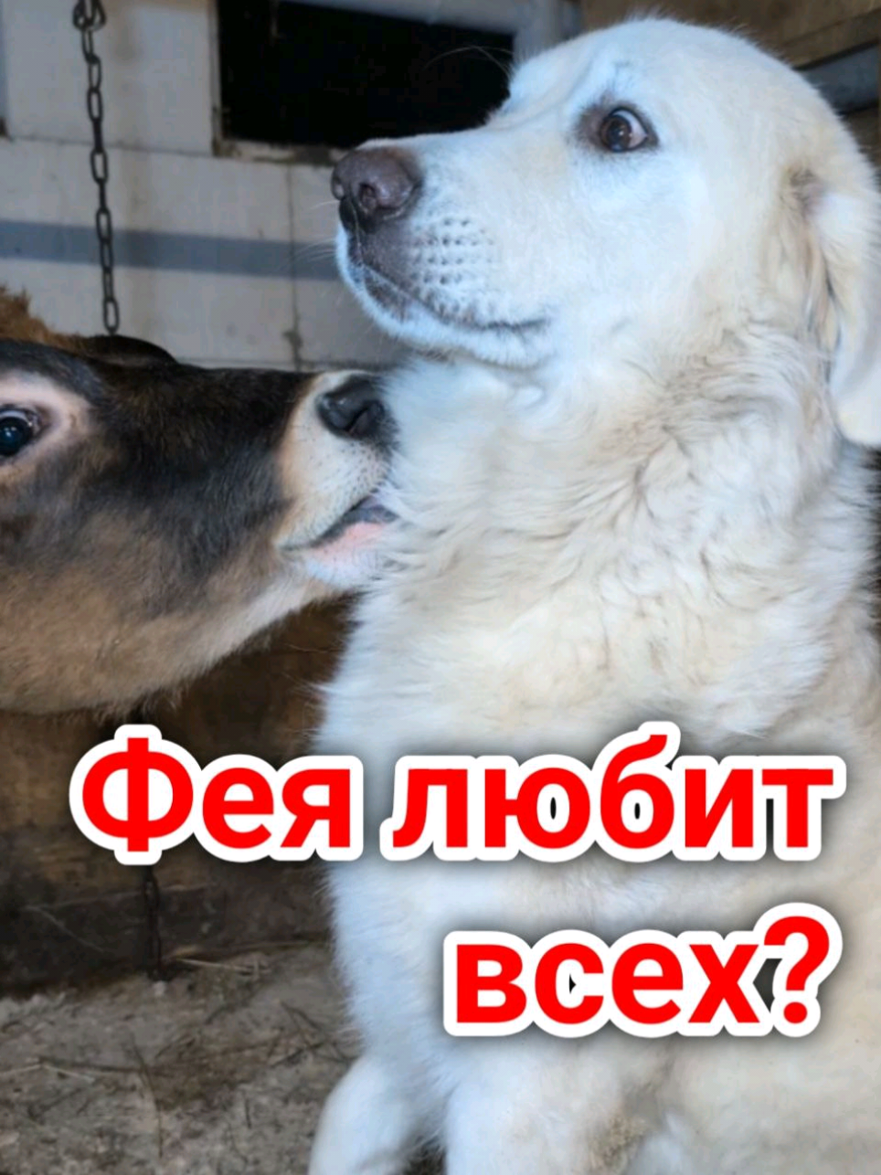 Кого НЕ любит собака Фея? 🤔 #деревня #собака #отношения #hundeleben  #dorfleben  Wen liebt unser Hund Feja nicht? 