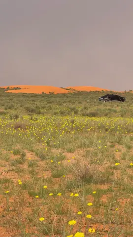 حلولات بس الله يجيب الخير #اكسبلور #explore 