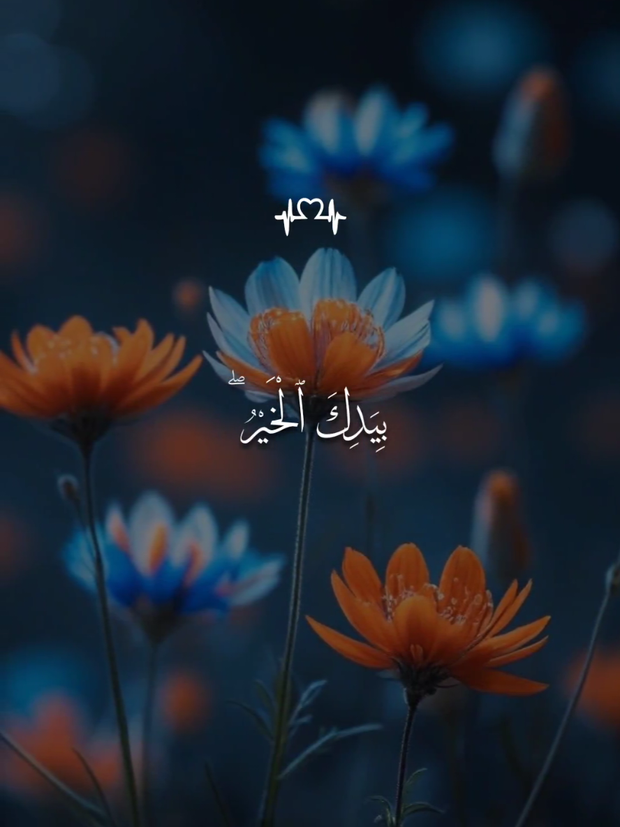 سورة آل عمران  - بلال دربالي 🤍  #قران #بلال_دربالي #اللهم_صلي_على_نبينا_محمد #قران_كريم #fyp 