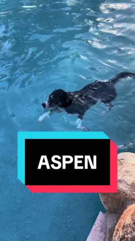 He swims in circles to try to create and then kill the bubbles 🫣 #husky #dogmom #funnydog 