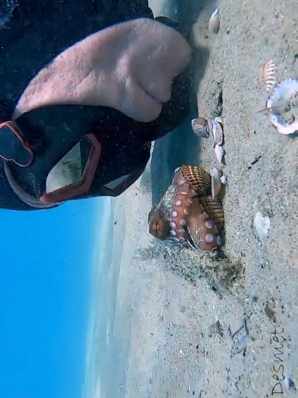 #creatorsearchinsights #millionviews #underwater #octopus #mood 