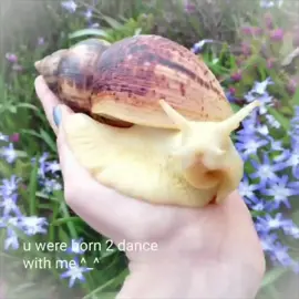 <3 #snail #snailtok #africansnail #улитки #ялюблюнитки 