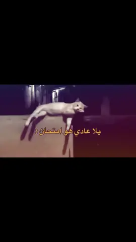 #يلا #تخط #تصميمي #شعب_الصيني_ماله_حل😂😂 #اكسبلورexplore 