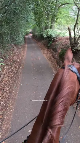 Horse safety inspector Max knows you love a jump scare! #horse #equestrian #horseriding #horsetok #horsegirl 