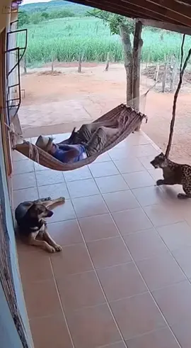 O que se passou na cabeça do homem, numa situação dessa? #onça #animais #viral #