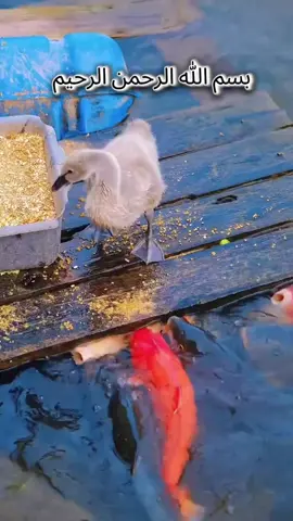 #الله  #اللهم_صلي_على_نبينا_محمد اللهم