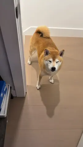 Kylo needs an escort to his food less he gets his kneecaps broken from his debtors