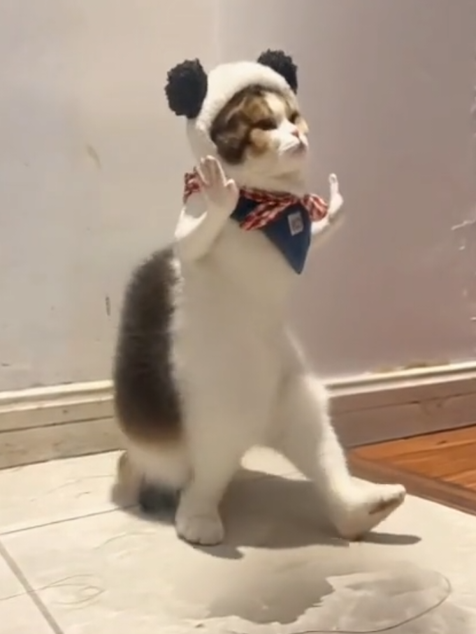 Persian cat Jolly Show 