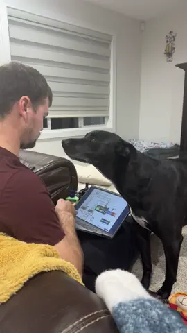 “Daaaaaaaaad pay attention to me !!!” The staring contest we didn’t ask for but get on a daily basis 😅 #staringcontest 