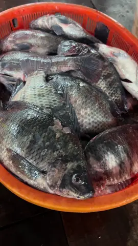 Call or WhatsApp 0548178720 to order for you fresh tilapia. Grillers, restaurants and households #foryou #viral #fyp #freshtilapia 