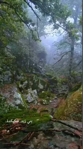 #dz🇩🇿🔥❤️🇵🇸 #لاوراس🔰 