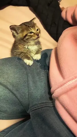 When cats sink into deep sleep #catsoftiktok #cat #fyp #pet #funny 