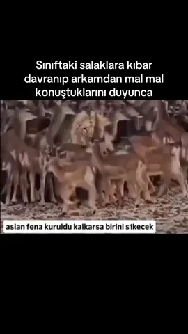 Aslan fena kitlendi #lion #fyp #viral #keşfet #eyvah 