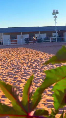 الخوف مع الخيل #خيل_وخياله🐎 #حصان_عربي #مربط #تصويري_احترافي_الاجواء👌🏻🕊😴 #تصميم_فيديوهات🎶🎤🎬 #ترند #اكسبلور #fyp #foryoupage #foryou #fyppppppppppppppppppppppp #viralvideos #viraltiktok #creatorsearchinsights #explore #trending #viralvideo #VoiceEffects #videoviral 