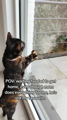 He's got the snackies 😬 #catsoftiktok #goviral #foryoupagе #cats #funnycats 