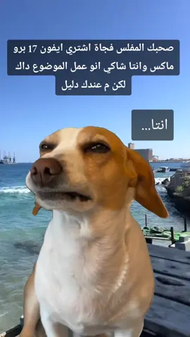 بكون اشتغل طلبةة ي ربي 😅😂 #الشعب_الصيني_ماله_حل😂😂 #مشاهير_تيك_توك_مشاهير_العرب #Meme #MemeCut #CapCut 