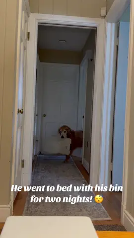 There was only a small bit of kibble in this bin but he slept with it for two nights. Why? It just makes him happy. #goldenretriever #seniordogsoftiktok #funnydogs #funnydogsoftiktok #rescuedogs 