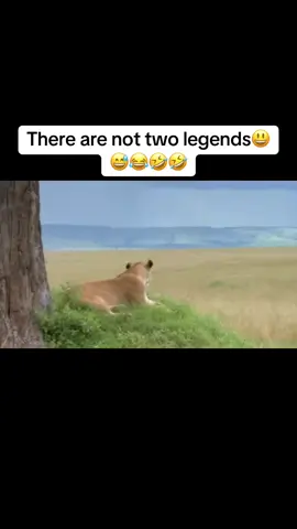 There are not two legends#kasongoyeyey #funnyanimals #kasongoyeyeyoriginal #kasongoyeye #kasongo 