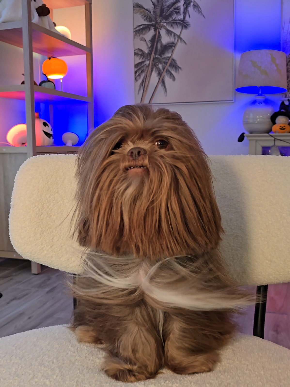 Replying to @khaz1d RAWRGWAWGGR  #chewbacca 