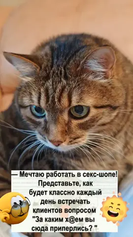 #юморист #позитив #котики #Марсик 