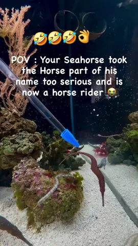 ##toofunny #toocute #fishtank #seahorse #aquariumlife 