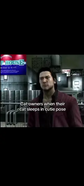 #funny#cute#dog#cat #photo 