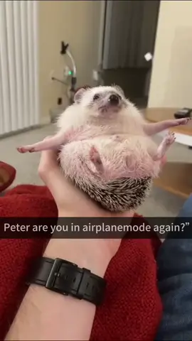 Cute hedgehog 😍