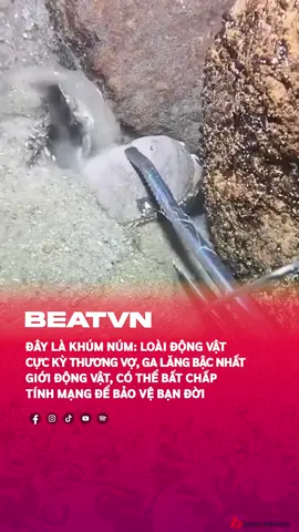 Khúm núm thương vợ #beatvn #beatnetwork #beatoflife 