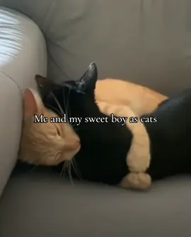 | Vids off Pintrest | CATTSSS  @lllllll ♡ #fyp #cats #catsoftiktok #couple #trend 