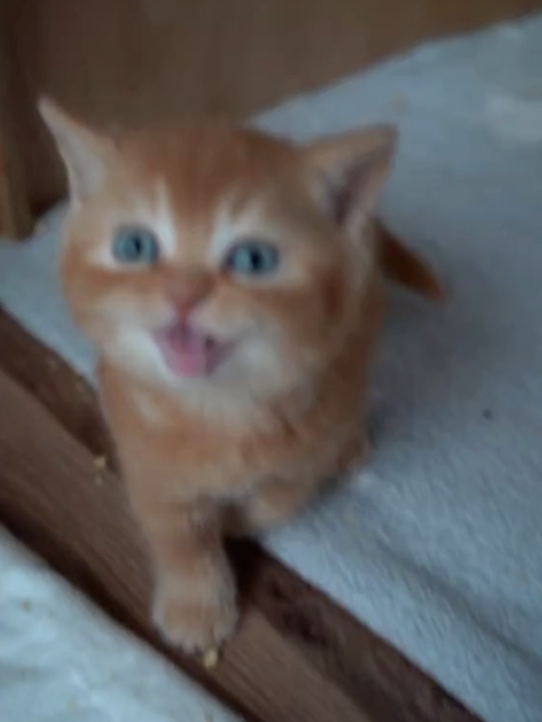 #cat #catsoftiktok #animal #PetsOfTikTok