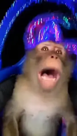 😂😂 . #monkey #fyp #soraai #ai #sora 