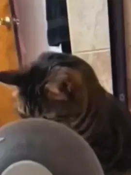 #PetsOfTikTok #catsoftiktok #foryou #viral 