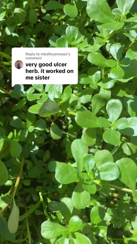 Replying to @mbalikyamoses This is what purslane can do. It’s very easy to underestimate it.🤷‍♀️. When u take it serious, u gain from it. The choice is ur to either stay in pain or be intentional and treat ur body with this wonderful gentle but powerful herb. #purslane #theherbspot #herbs #ulcers #fyp #foryou #foryoupage  Disclaimer!!! This video is for educational and informational purposes only. Please consult your doctor before using and herbs discussed on this page.