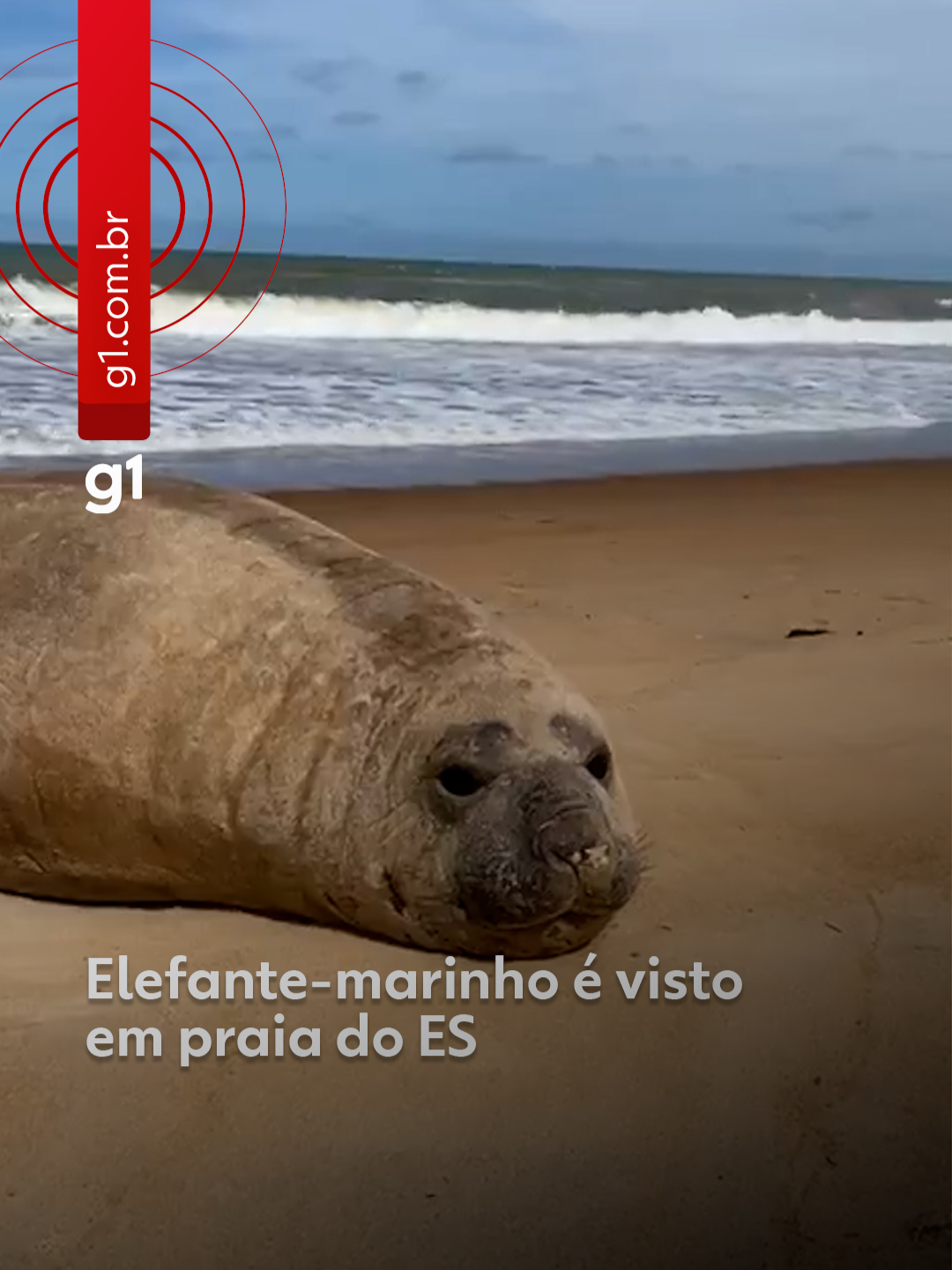✌️De boa - Um elefante-marinho foi encontrado na manhã deste domingo (2), na Praia de Urussuquara, em São Mateus, Região Norte do Espírito Santo. O animal estava vagando pela areia quando foi visto de longe por testemunhas, mas não demorou para voltar ao mar. O g1 entrou em contato com o Instituto Baleia Jubarte, que esteve no local, e recebeu a informação de que o animal voltou a ser avistado nesta segunda, às 10h, na Praia de Guriri, também em São Mateus. Segundo a médica veterinária Samira Costa, do IBJ, o elefante-marinho não apresentou ferimentos nem sinais de encalhe, e está sendo monitorado pela equipe.  O próximo procedimento a ser tomado, além do monitoramento, será o isolamento do local, como uma forma de evitar perturbação para o animal. Veja mais clicando em 'leia o artigo' #g1 #g1local #espiritosanto #elefantemarinho #vidamarinha #tiktoknotícias