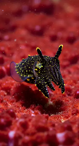 Very cute inhabitants found in the beautiful and mysterious sea. #fish #coralreef #sea #squid 