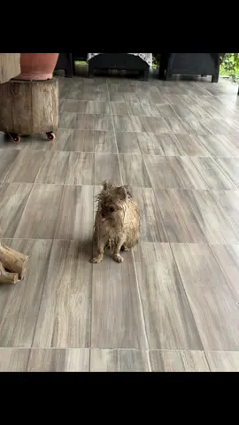 #agua #pomerania #poms #paratiiiiiiiiiiiiiiiiiiiiiiiiiiiiiii #campo 