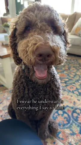 #doodle #aussiedoodle #dogsoftiktok #PetsOfTikTok 