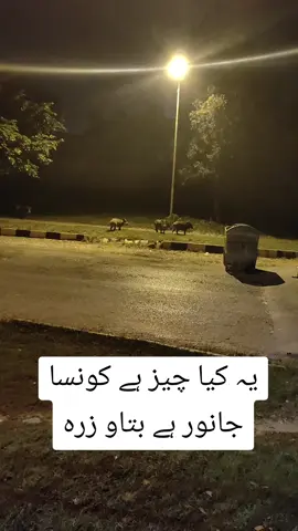 #fyp #viralvideo #islamabad  کونسا جانور ہے یہ بتاو زرہ