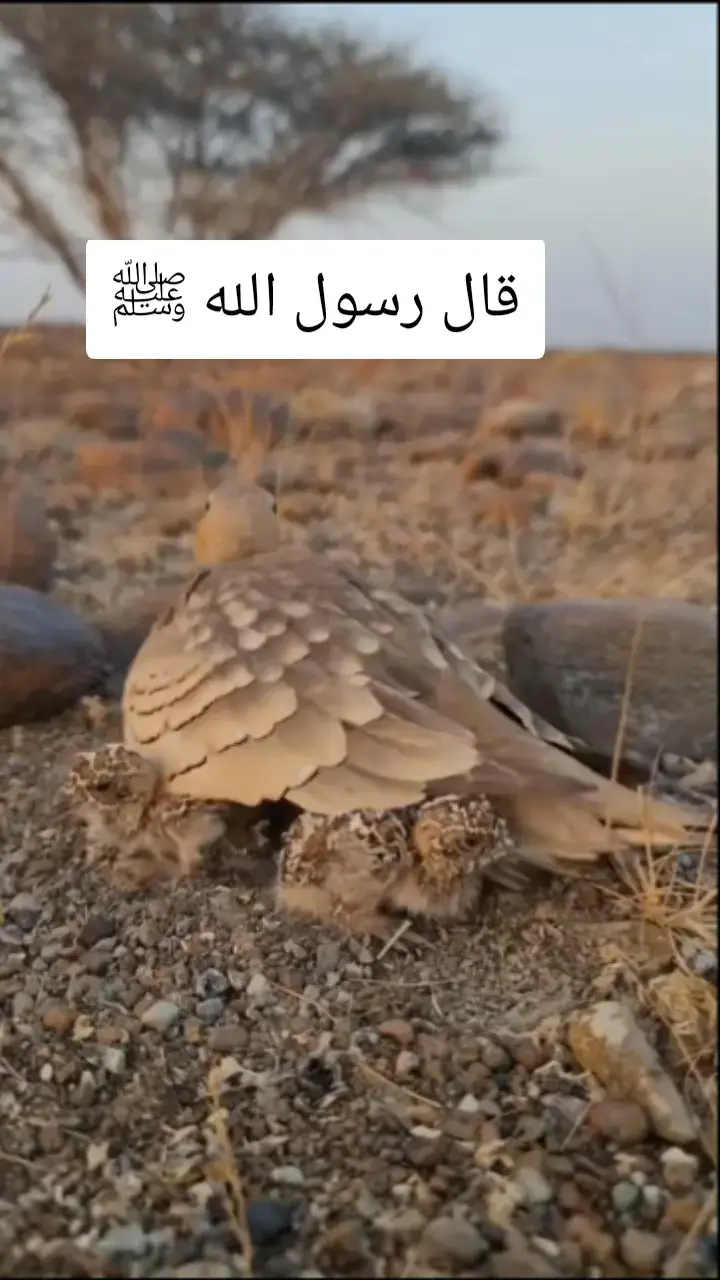 #قال_رسول_الله_عليه_الصلاة_والسلام #اسمع_ماذا_يقول_النبي_صل_الله_عليه_وسلم #الهم_صلي_على_محمد_وأل_محمد #دعاء #الالهم_صل_علي_سيدنا_محمد♡ 