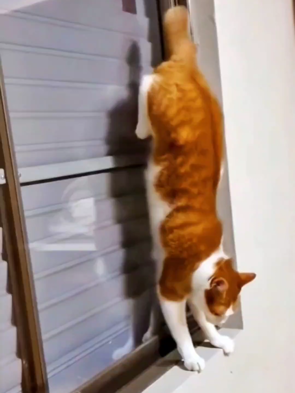 🤣Funny Animals 2025🤣Funny Cats Video🐱🐶 part-212 #funnyanimalvideos #funnyanimals #funnyvideos 