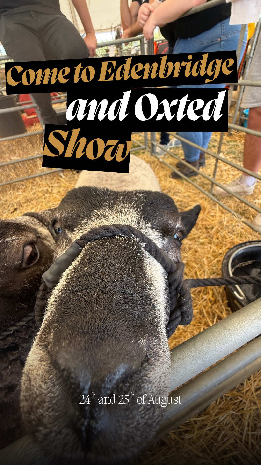 Throwback to when the sun was shining at Edenbridge and Oxted show 2025 ☀️ #edenbridgeandoxtendshow #fyp #tractors #pigs #sheep  @Jack of all trades @Kye Kennedy @Posey the pink fergie 🌸 @Rose Media Photography 