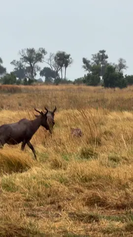 #animals #wildlife #calf 