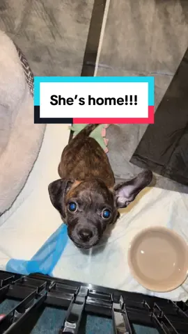 Thank you for being patient! Sumiko is now home and recovering! She has so much pep in her step now. I’m so happy she pulled through 😭💚 on her fourth day of hospitalization, she began to eat again and stopped regurgitating. She was discharged the very next morning and is now back home with us 👏🏼🙏🏼 #fyp #update #rescue #dog #adoptdontshop 