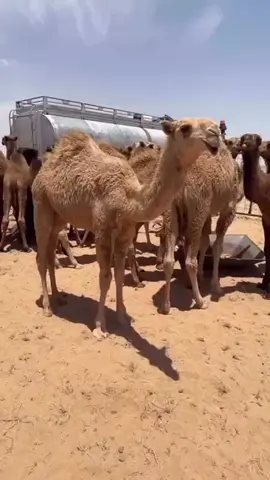 الحاكمه بنت الحاكم#اذكروالله_ماشاء_الله #مزعلات_الشعل🔥 #اكسبلور #الشعب_الصيني_ماله_حل😂 