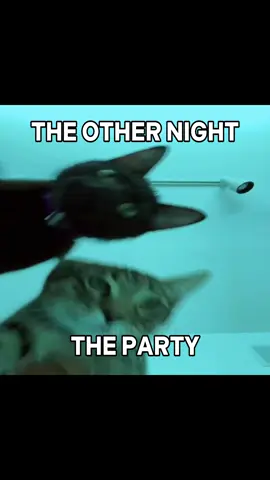 NO LNE EVER SAW ME CRY 😿😿😿 #pinkpantheress #cat #catlover #cattok #catsoftiktok 