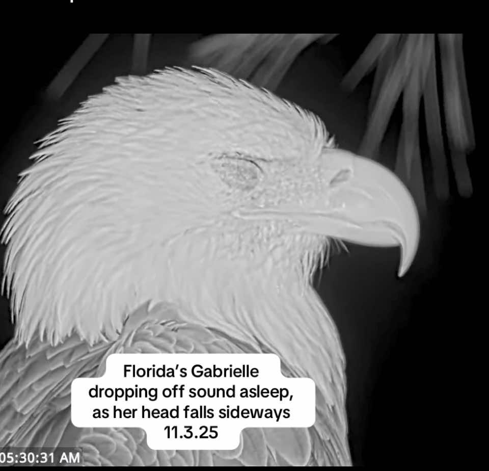 #baldeagle Gabrielle and Beau 