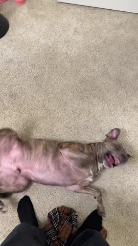 Let me know if you’ve also had that thought #weezy #dog #pitbull 